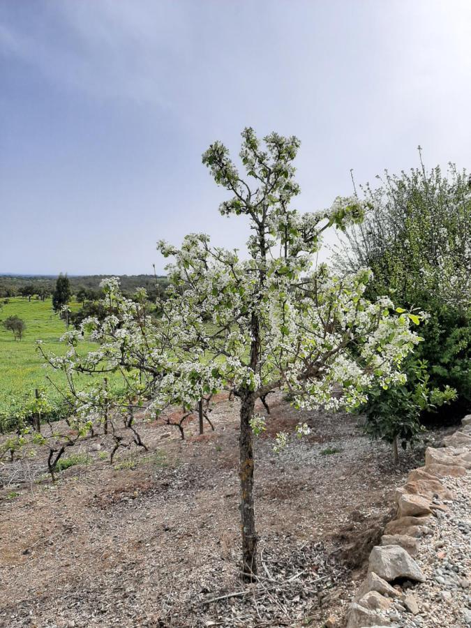 Monte Da Casa Branca By Hi Alentejo Villa Sao Bartolomeu da Serra ภายนอก รูปภาพ